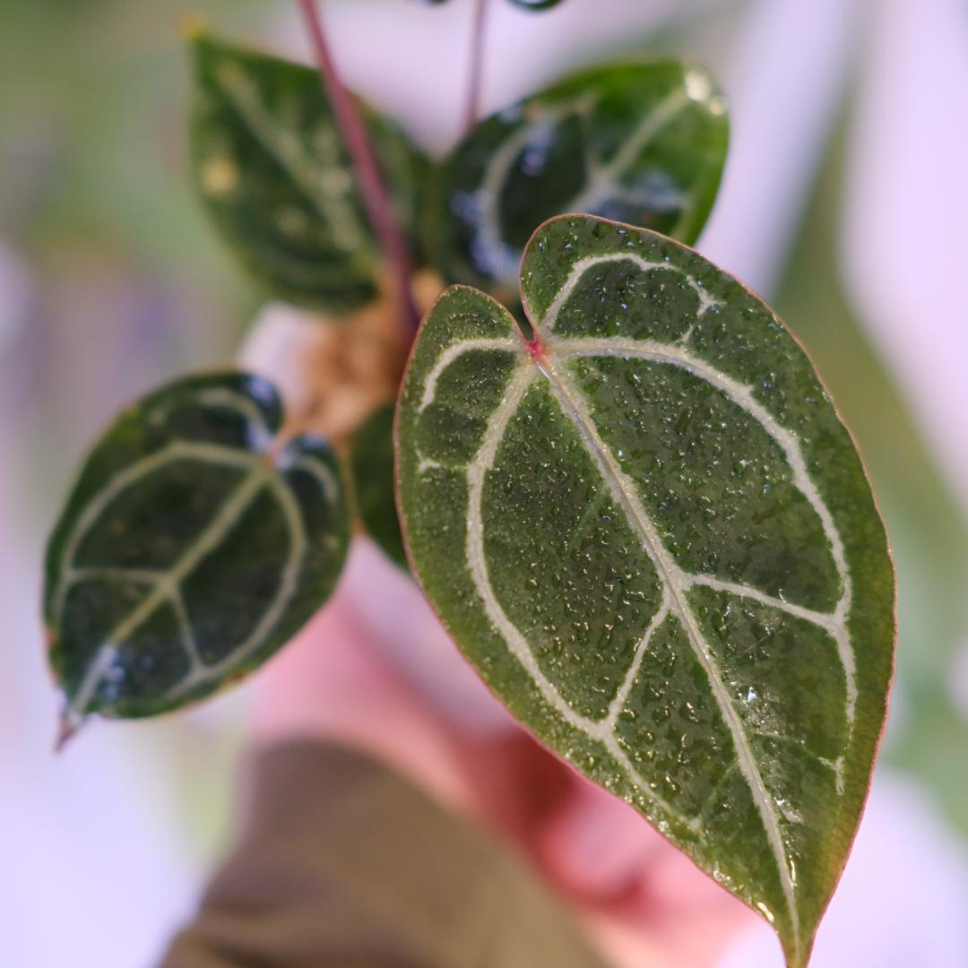 A. SKG Pink Lemonade × A. Zara Michelle