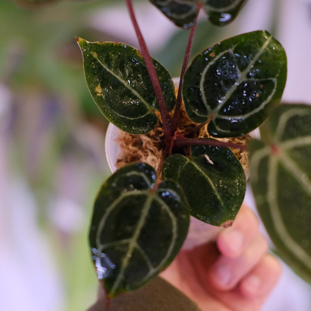 A. SKG Pink Lemonade × A. Zara Michelle