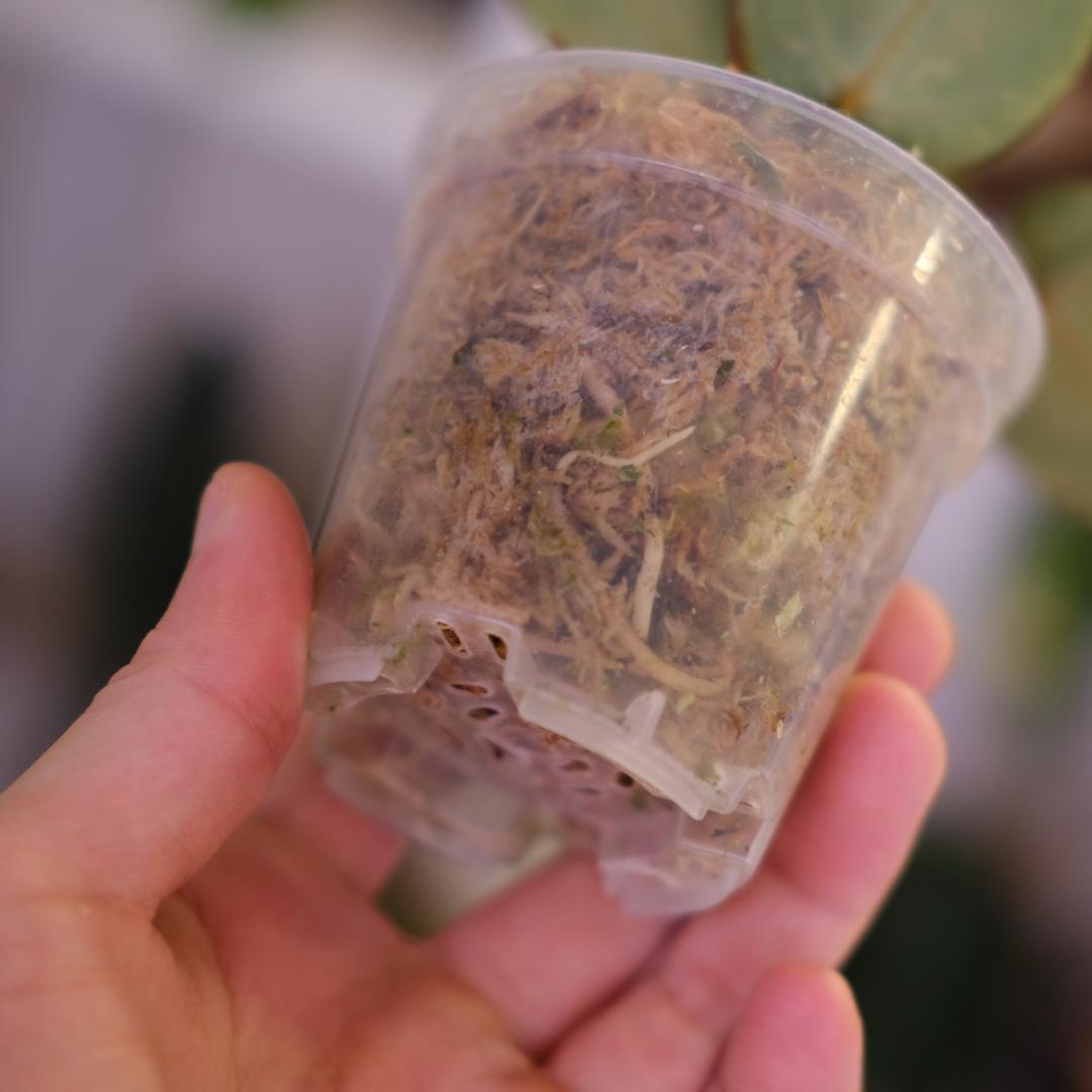 A. SKG Pink Lemonade × A. Zara Michelle