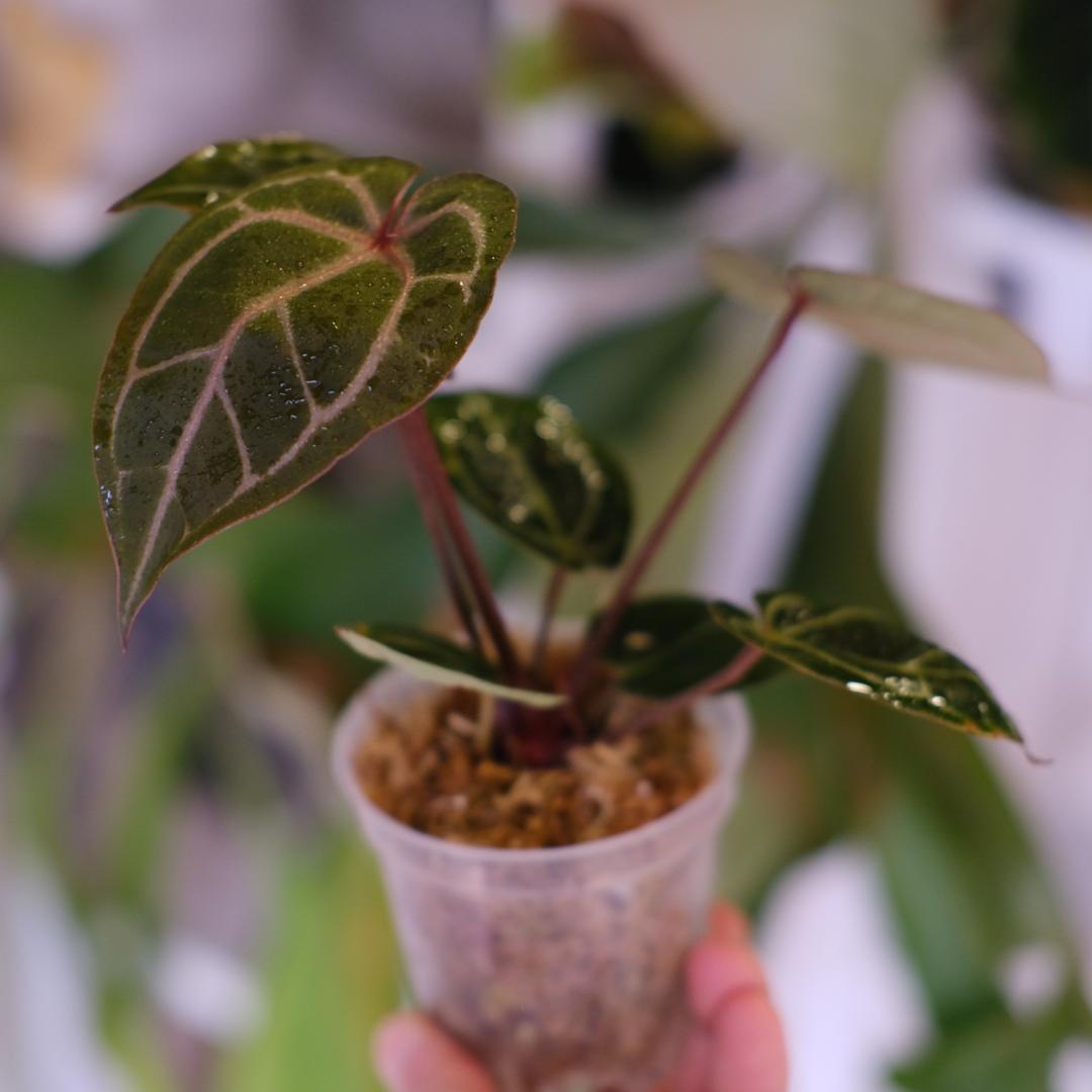 A. SKG Pink Lemonade × A. Zara Michelle