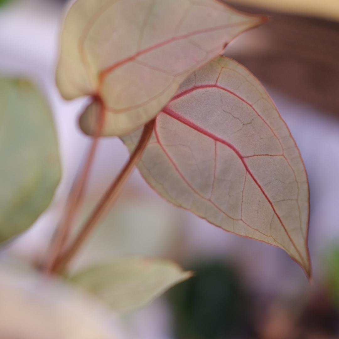 A. SKG Pink Lemonade × A. Zara Michelle