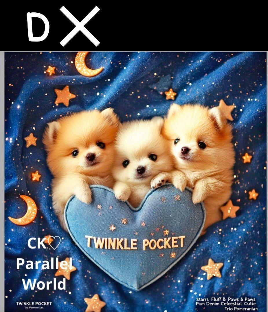 オーダー受付　ポメラニアン　ご予約ページ　5/26