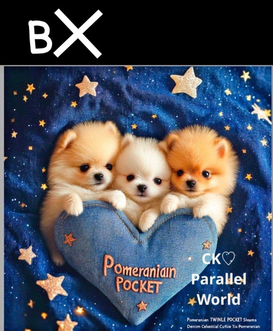 オーダー受付　ポメラニアン　ご予約ページ　5/26