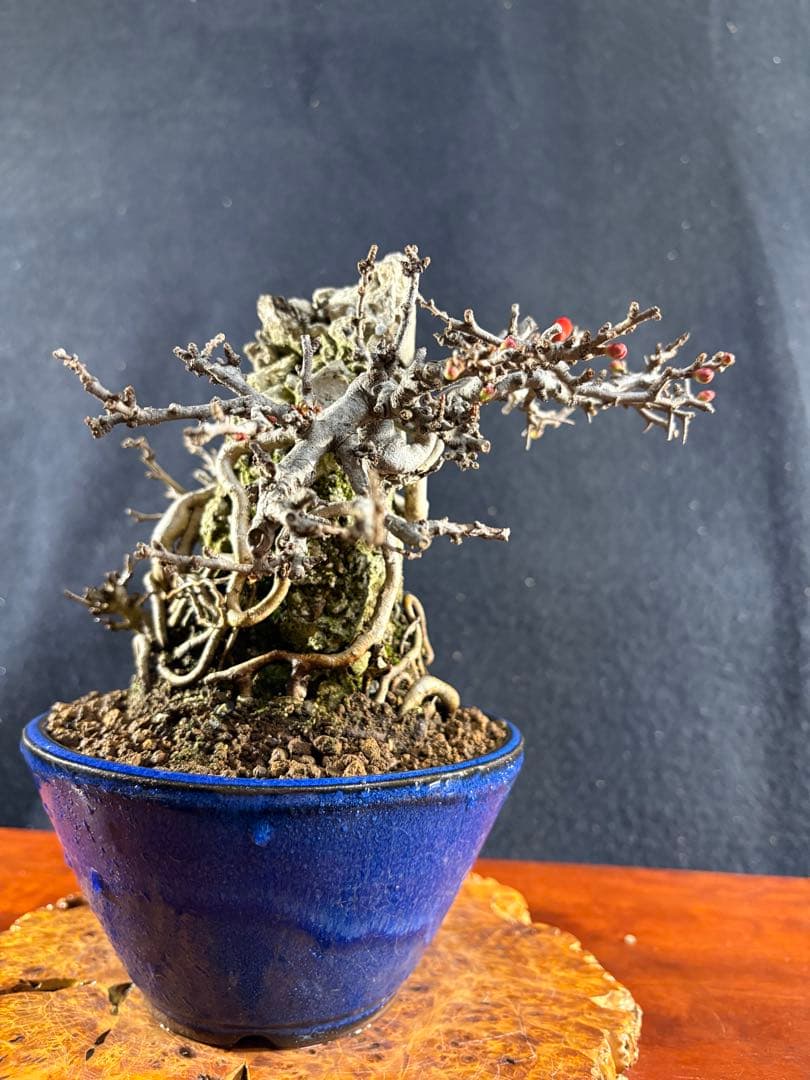 小品盆栽、長寿梅、石付け 目立った傷や汚れなし