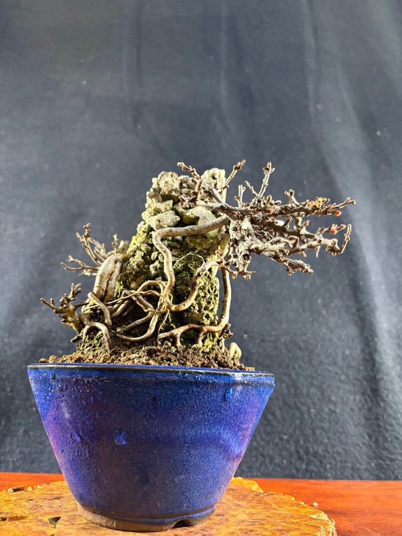 小品盆栽、長寿梅、石付け 目立った傷や汚れなし