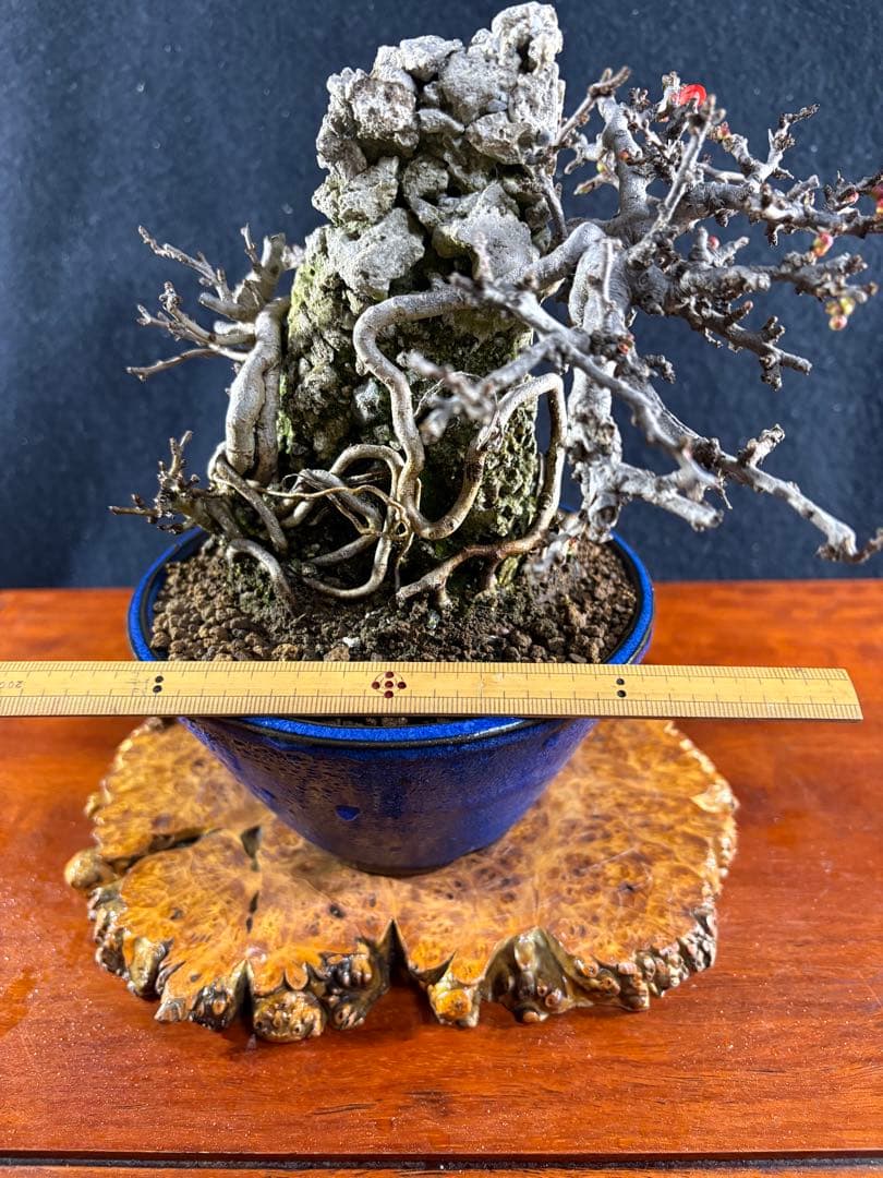 小品盆栽、長寿梅、石付け 目立った傷や汚れなし