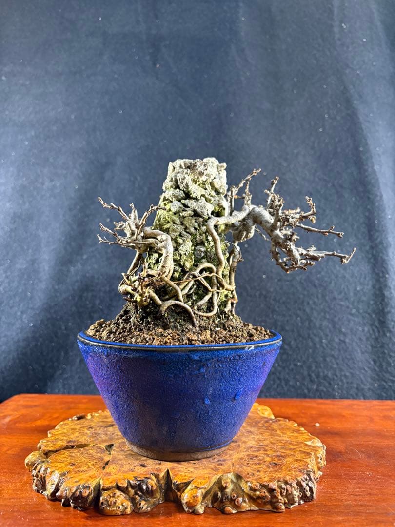 小品盆栽、長寿梅、石付け 目立った傷や汚れなし