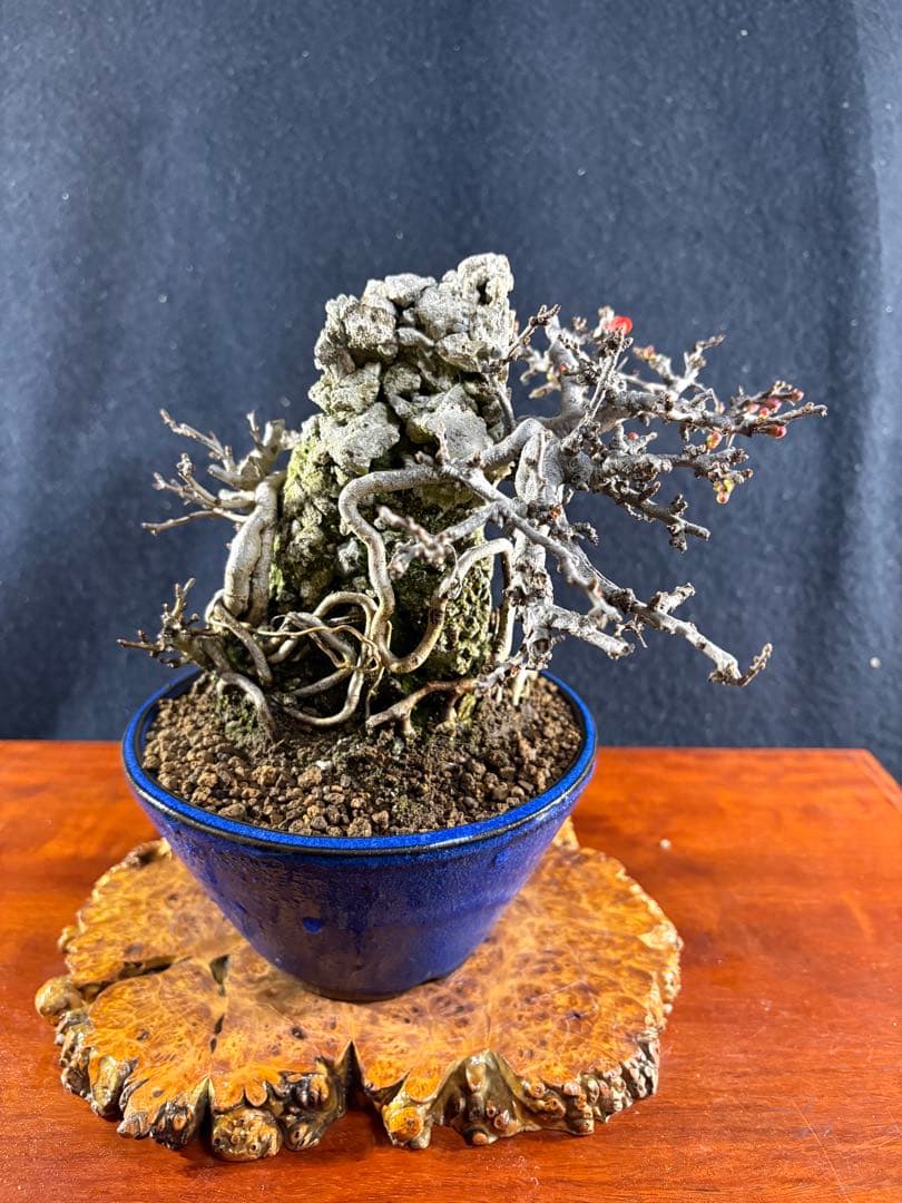 小品盆栽、長寿梅、石付け 目立った傷や汚れなし