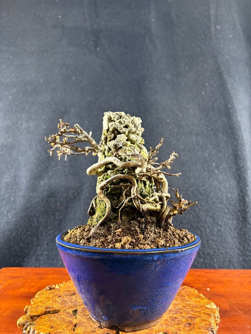 小品盆栽、長寿梅、石付け 目立った傷や汚れなし