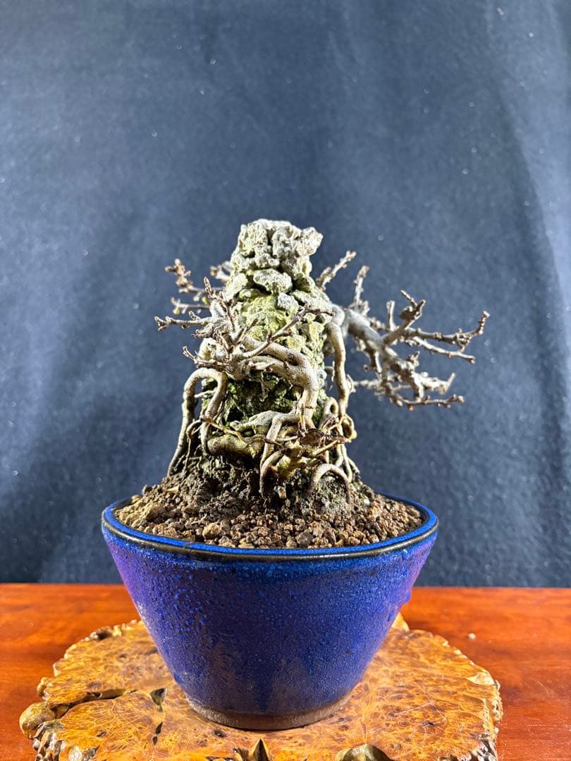 小品盆栽、長寿梅、石付け 目立った傷や汚れなし