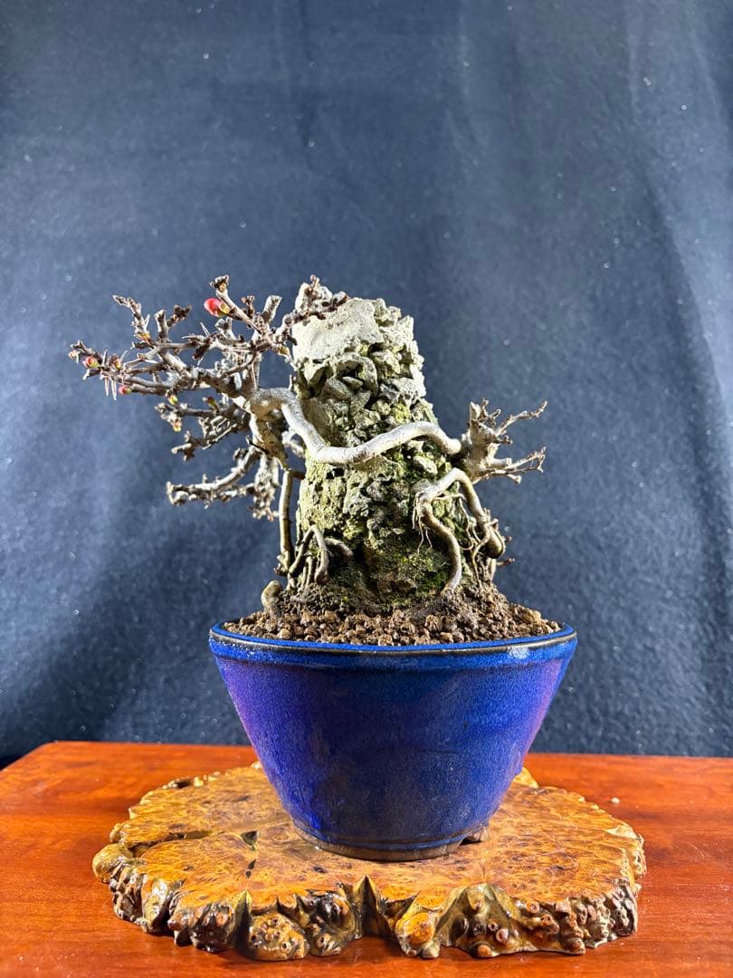 小品盆栽、長寿梅、石付け 目立った傷や汚れなし