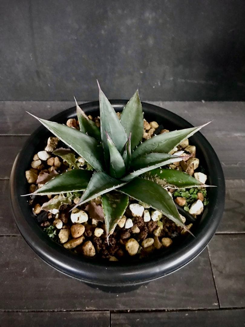 アガベ オバティフォリア × 笹の雪　hyb