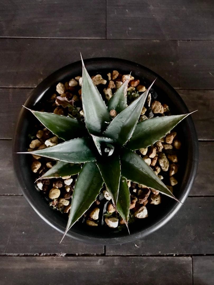 アガベ オバティフォリア × 笹の雪　hyb