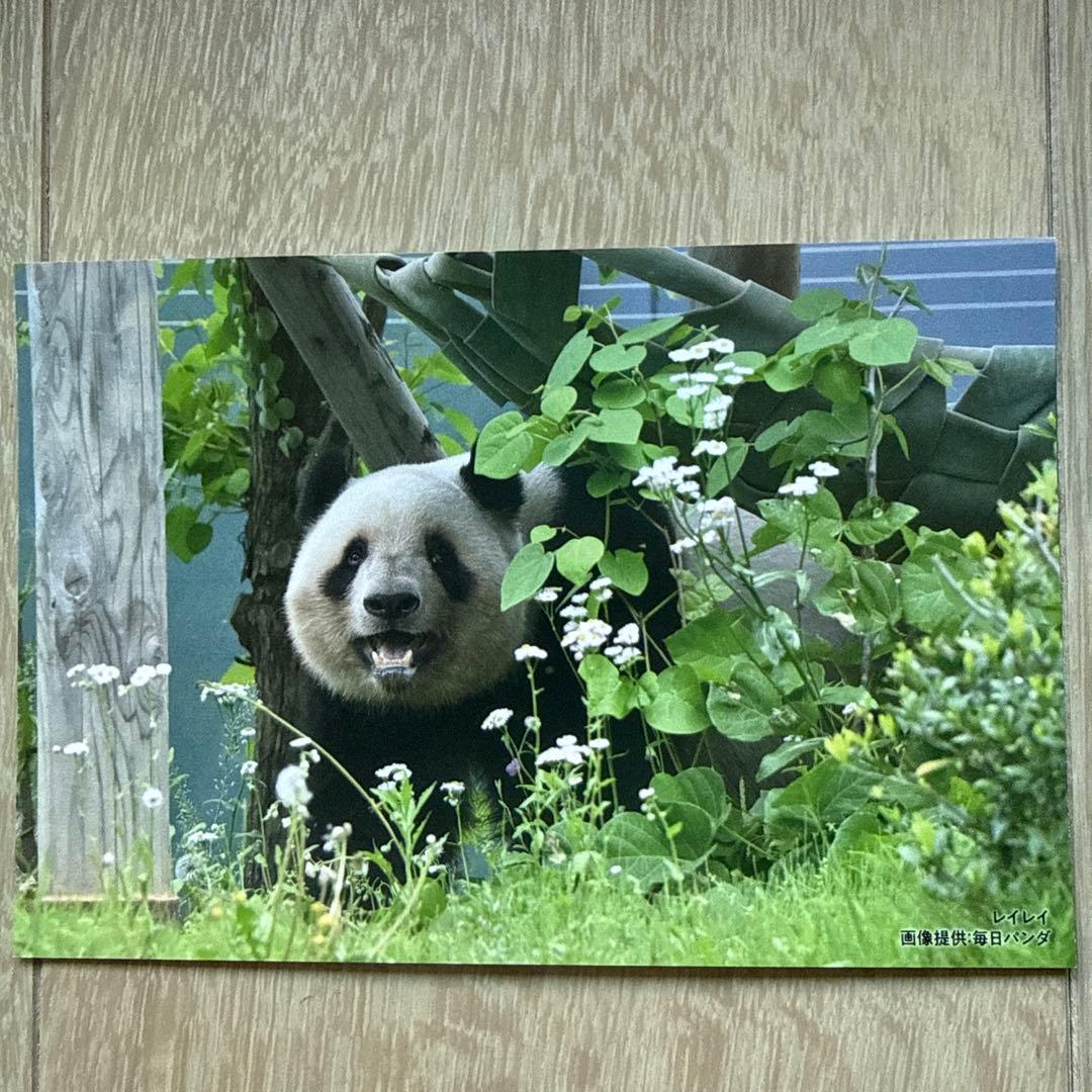 毎日パンダさんの双子の思い出ポストカード⭐︎シャオシャオ レイレイ