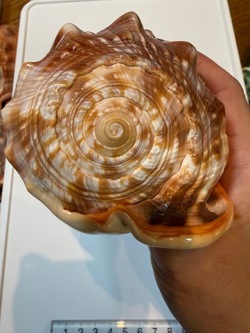 シェル カメオ インテリア 置物 ディスプレイ ②