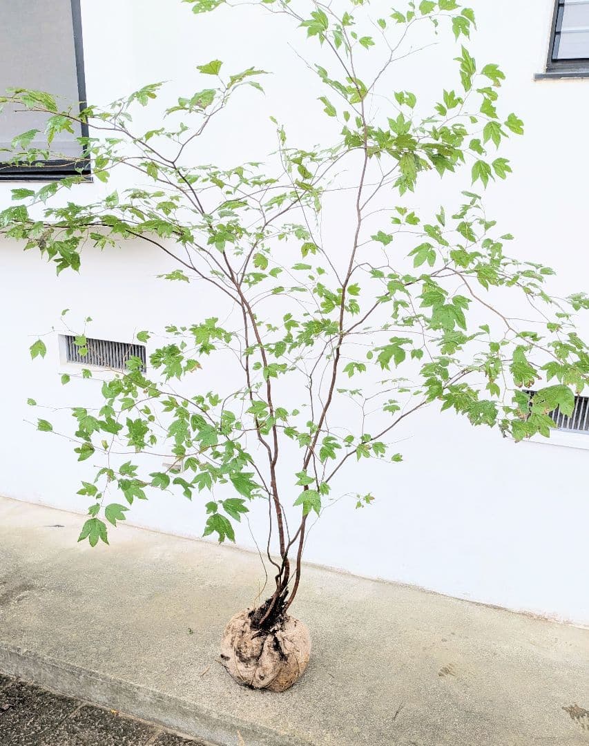 連休特価！特大の山採りシロモジ。