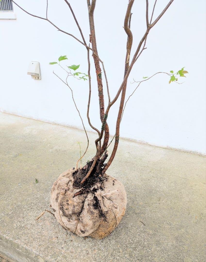 連休特価！特大の山採りシロモジ。