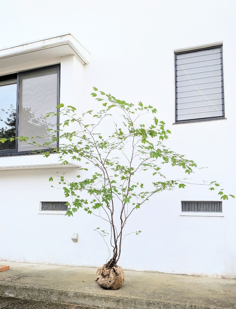 連休特価！特大の山採りシロモジ。