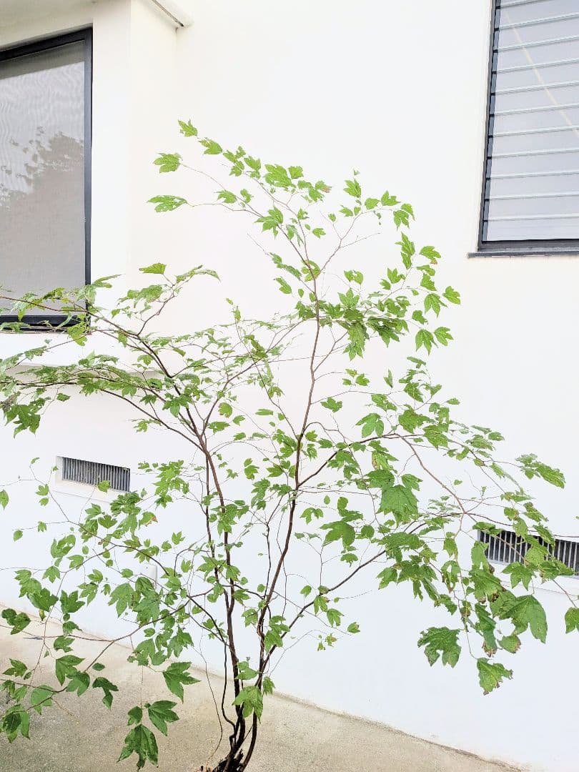 連休特価！特大の山採りシロモジ。