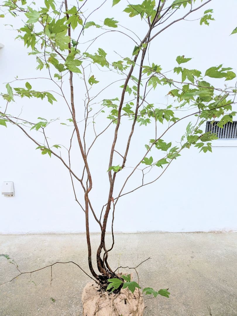 連休特価！特大の山採りシロモジ。