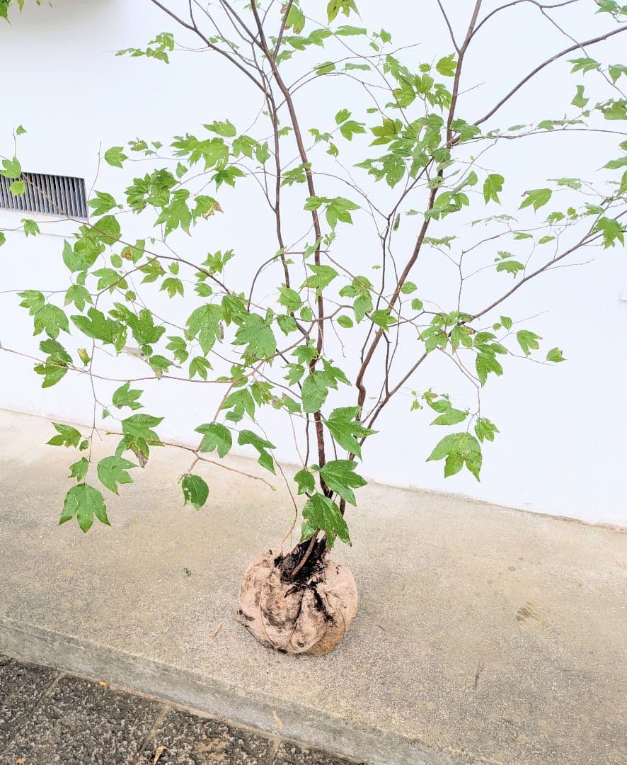 連休特価！特大の山採りシロモジ。