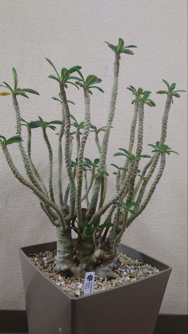 ドルステニアギガス