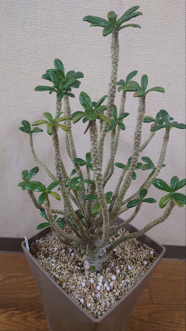 ドルステニアギガス