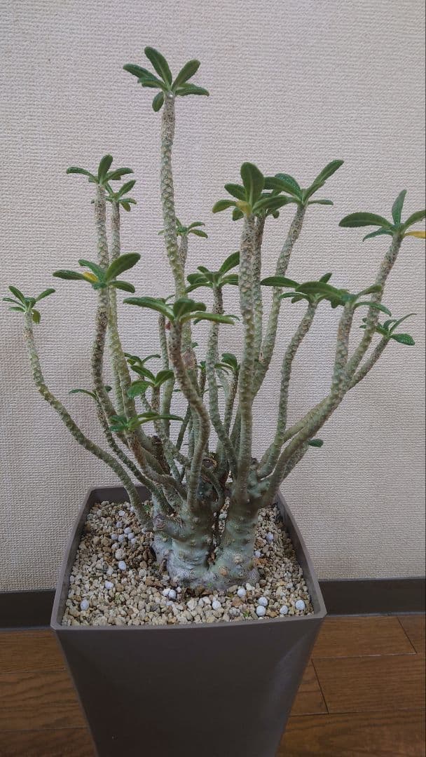 ドルステニアギガス