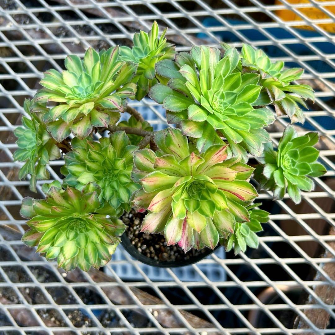 21#多肉植物アエオニウム錦❤️銅花順錦❤️1大頭10cm拔き苗