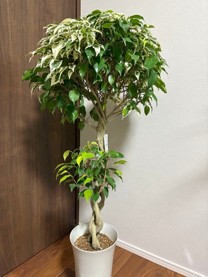 フィカス　ベンジャミナ　スターライトビューティークイーン　MIX