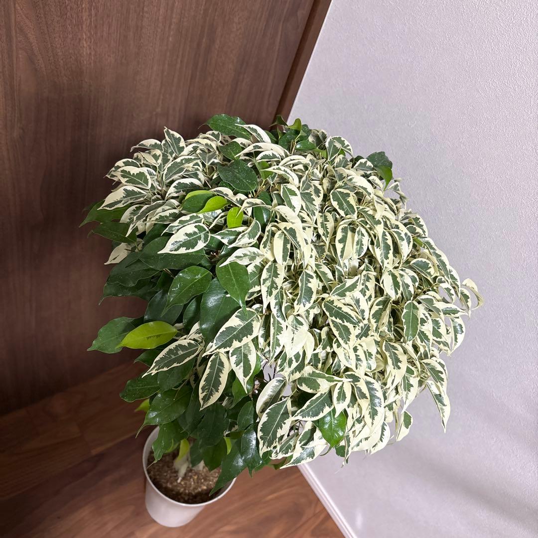 フィカス　ベンジャミナ　スターライトビューティークイーン　MIX