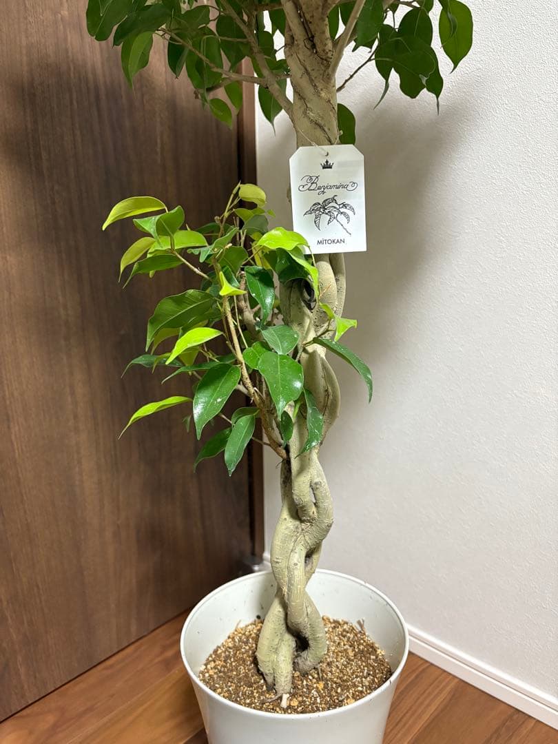 フィカス　ベンジャミナ　スターライトビューティークイーン　MIX