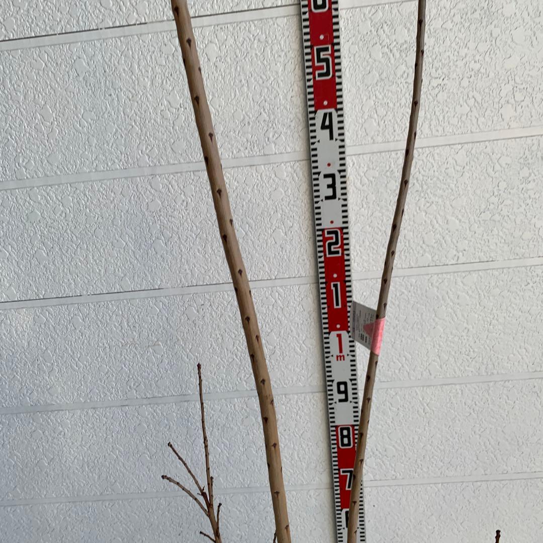 スモークツリー ロゼシュシュ　雌株　煙の木　苗木　花木　61