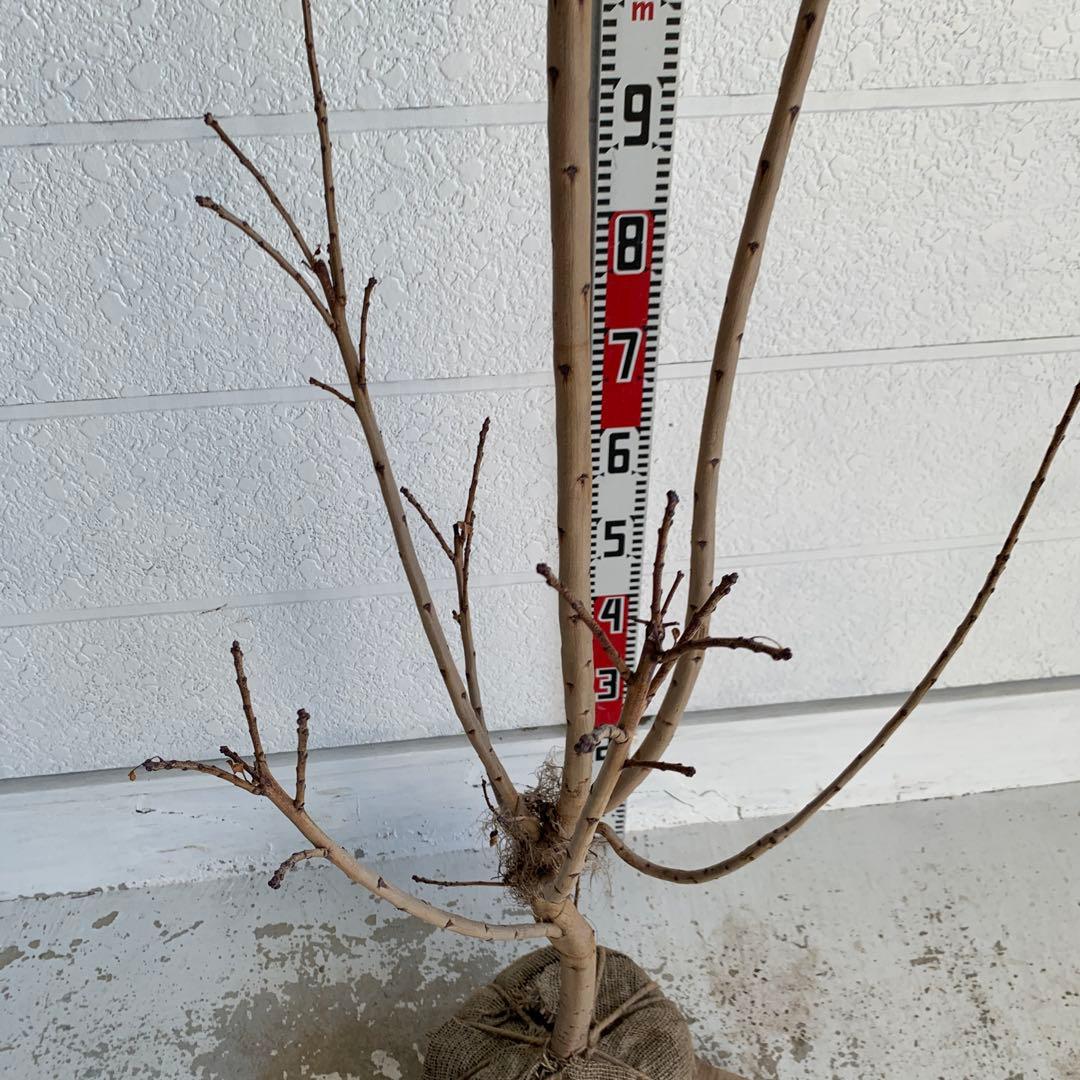 スモークツリー ロゼシュシュ　雌株　煙の木　苗木　花木　61