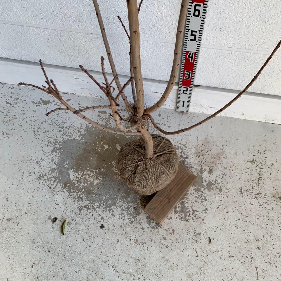 スモークツリー ロゼシュシュ　雌株　煙の木　苗木　花木　61