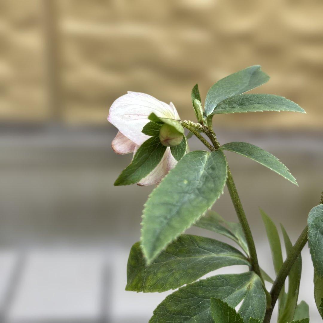 いろは交配 dd 大木ナーサリー クリスマスローズ タグ付き 現品 開花株