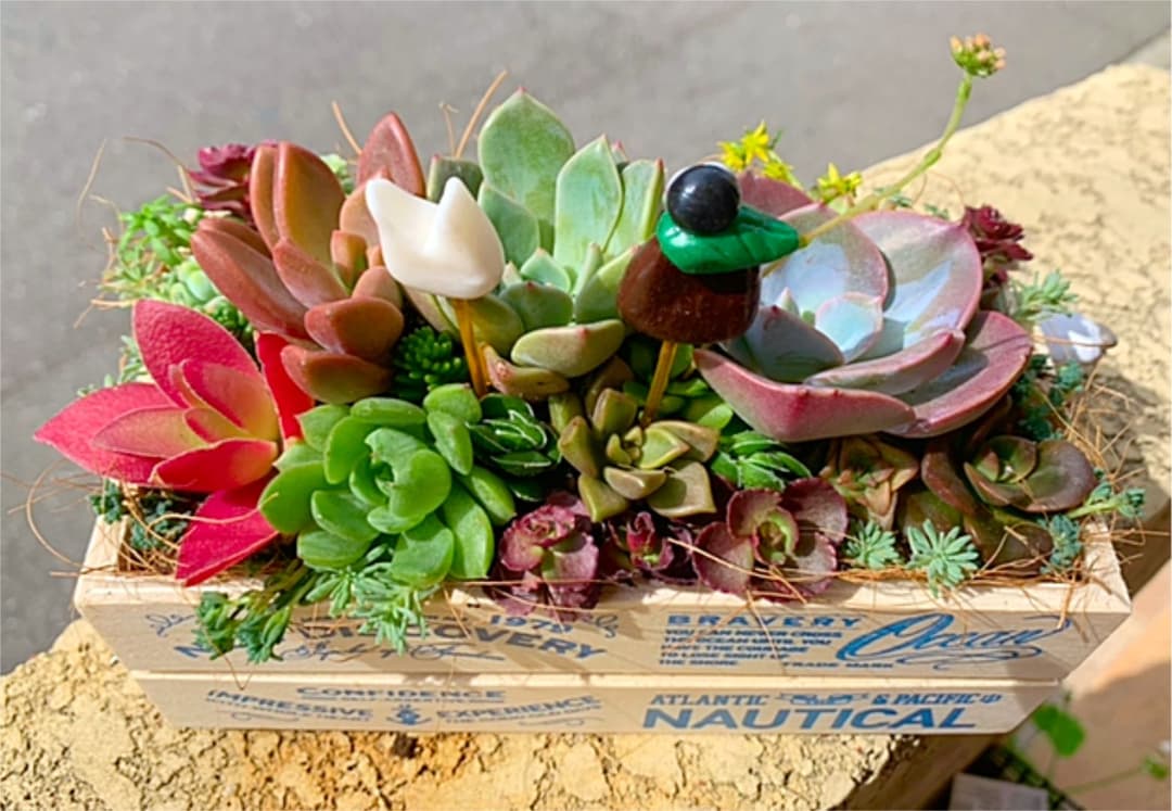 売約済多肉植物 寄せ植え