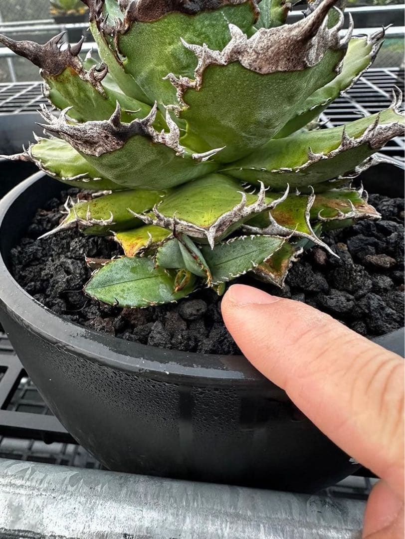 麒麟(Berlin産) 本物 アガベ チタノタ オテロイ チタノタ