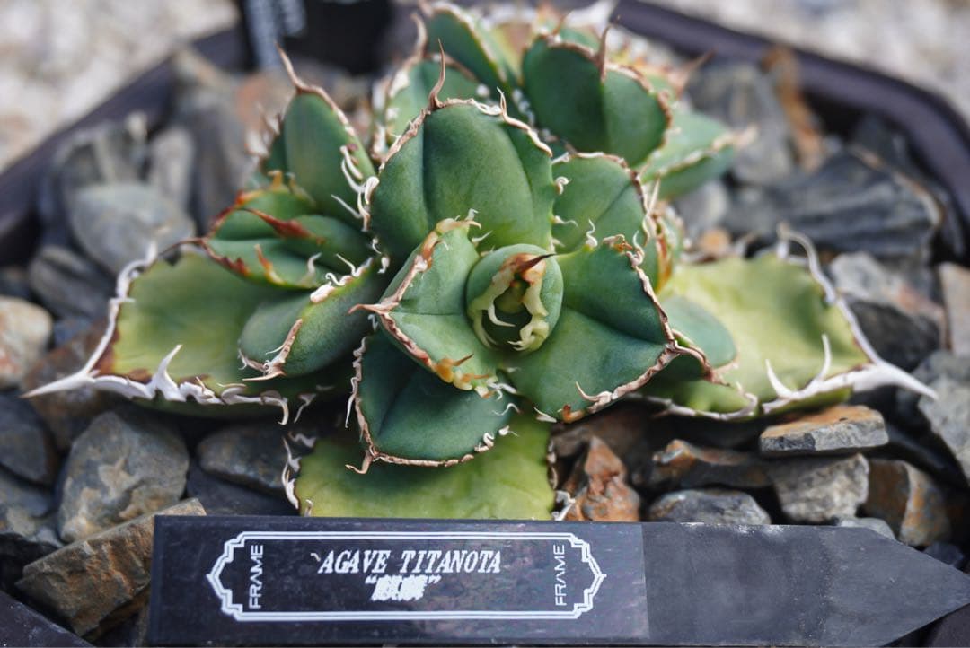 麒麟(Berlin産) 本物 アガベ チタノタ オテロイ チタノタ