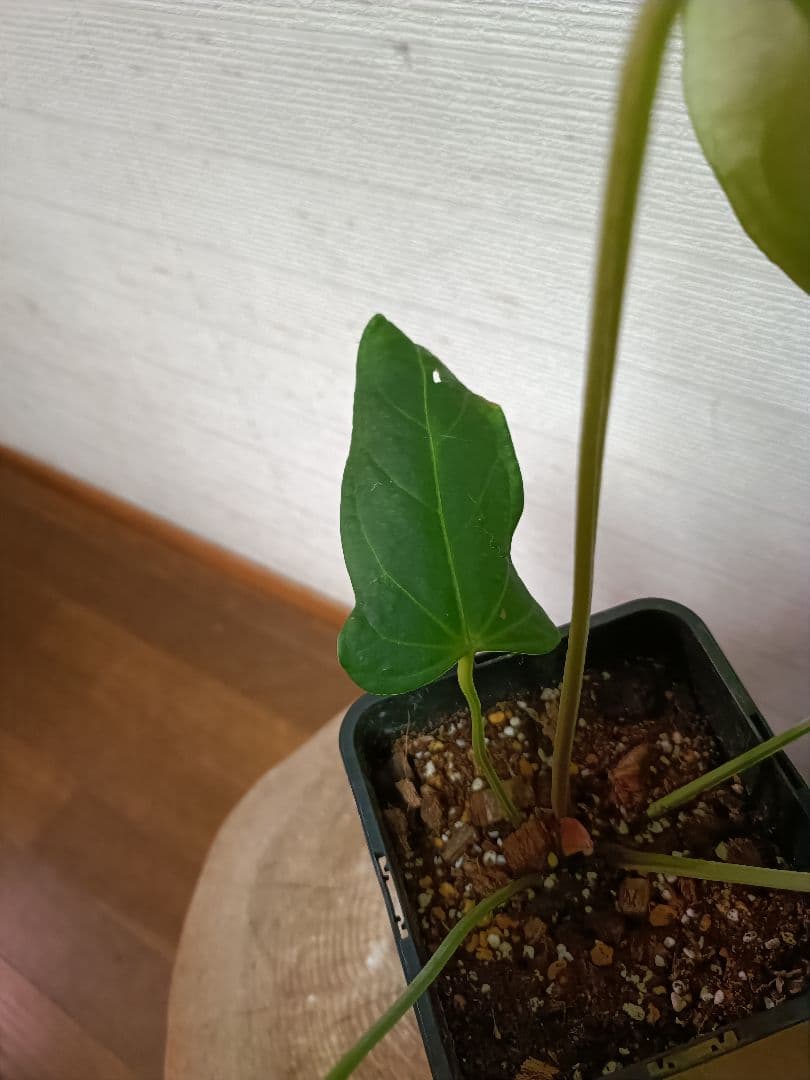 Anthurium Yasuni Heart アンスリウムヤスニハート