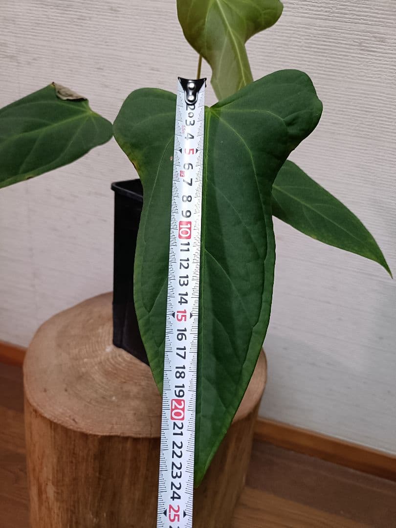 Anthurium Yasuni Heart アンスリウムヤスニハート