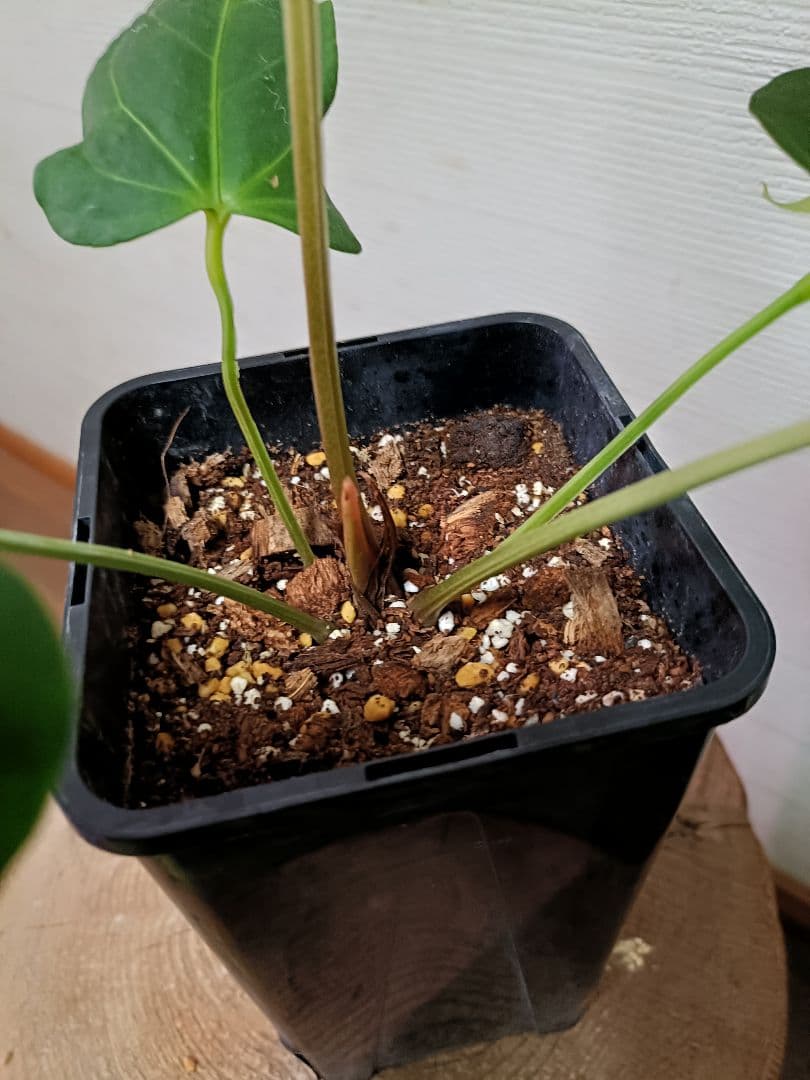 Anthurium Yasuni Heart アンスリウムヤスニハート