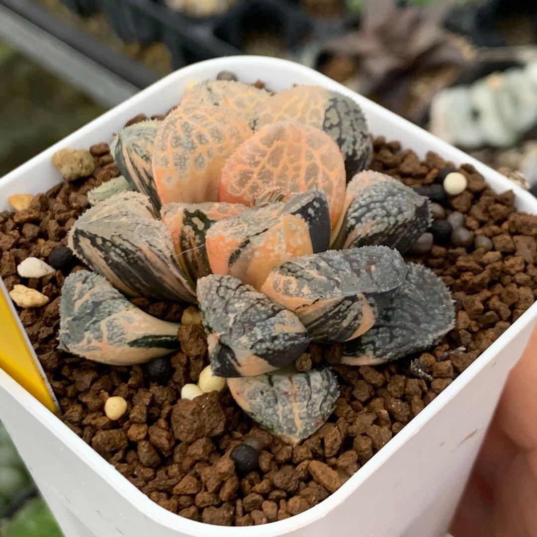 多肉植物 ハオルチア　モルドール錦 極上株