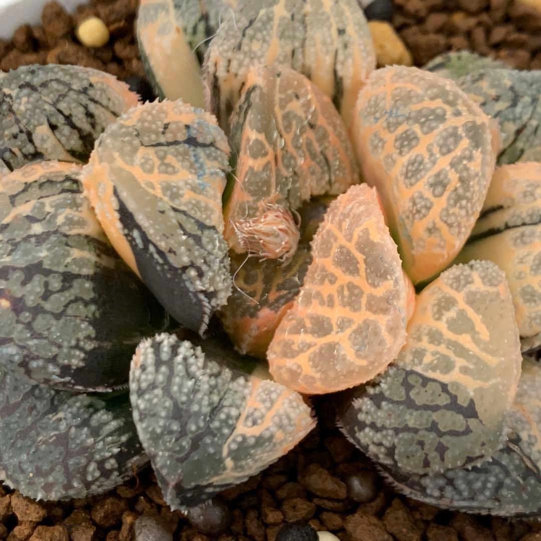 多肉植物 ハオルチア　モルドール錦 極上株