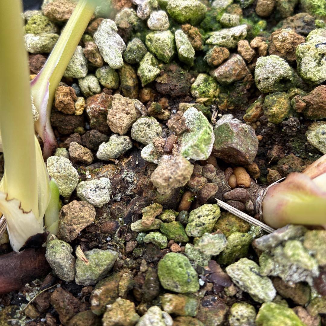 クリスマスローズ　加藤農園　5寸