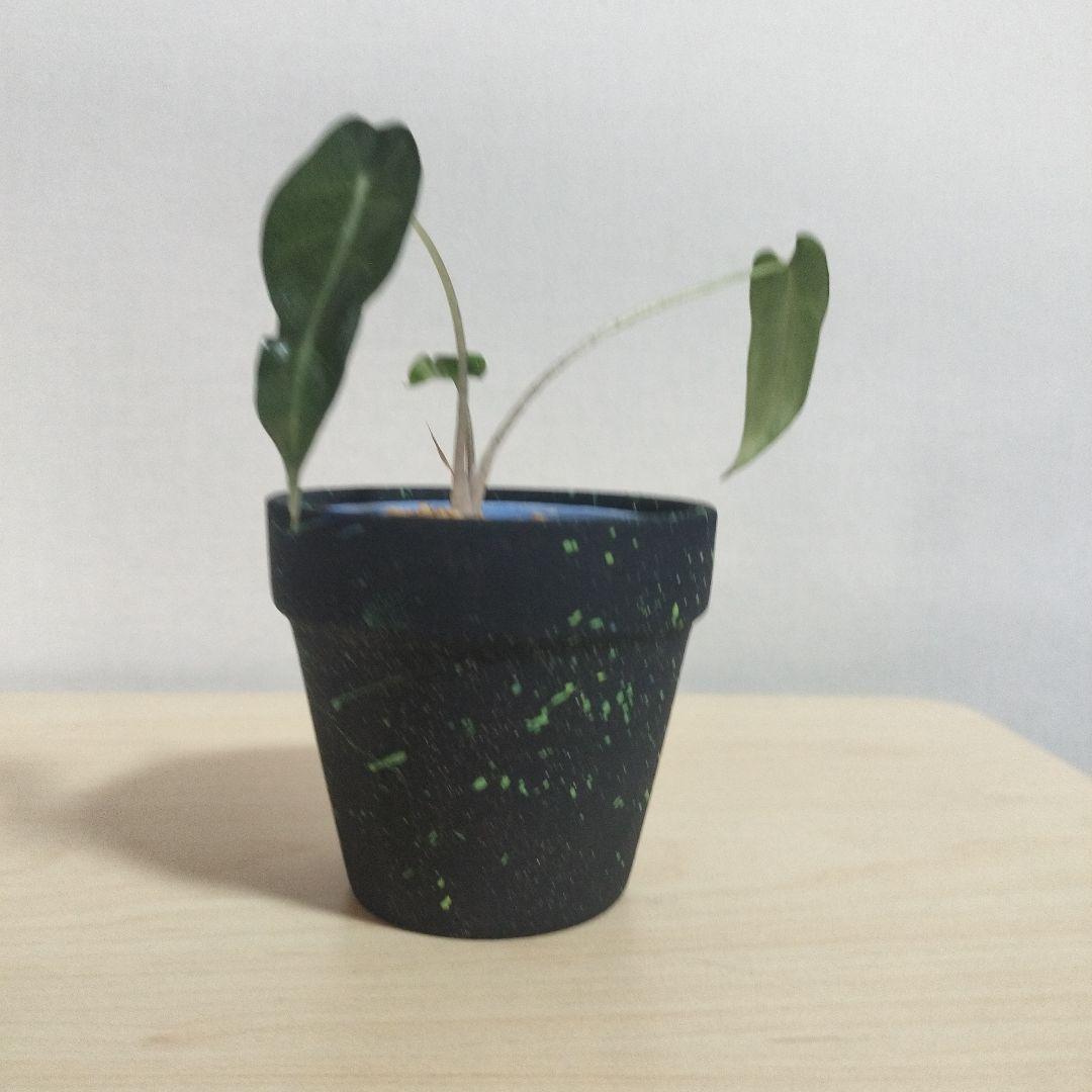 素焼き鉢　3個セット　オリジナルペイント鉢sp-1