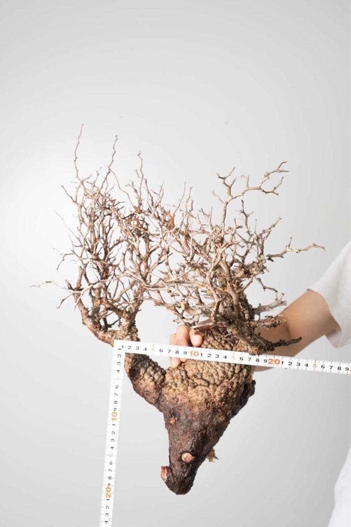 DP27 オペルクリカリア パキプス ベアルート株