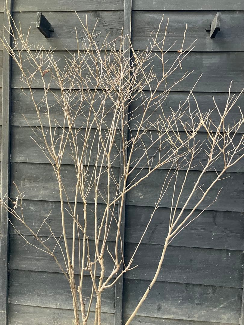 42 山採り　ナツハゼ