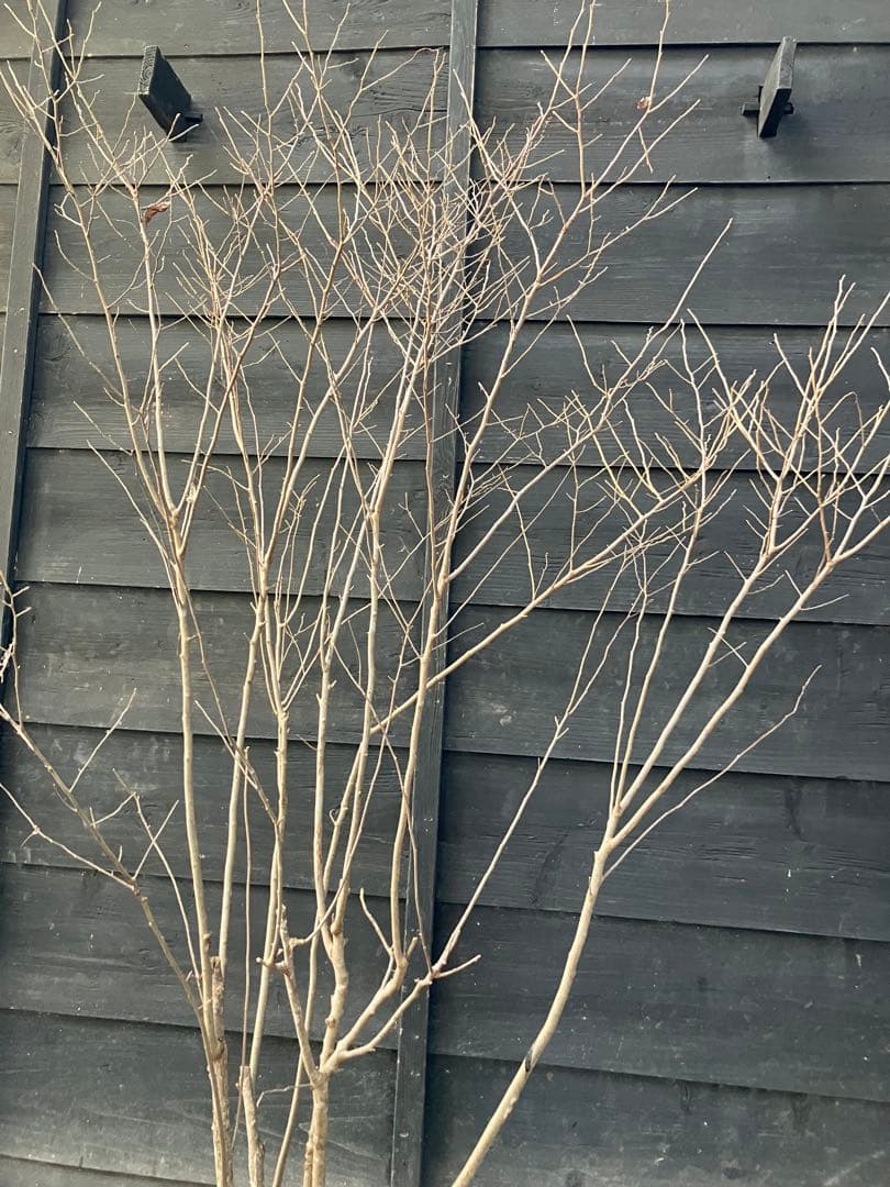 42 山採り　ナツハゼ