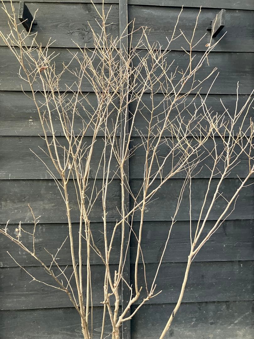 42 山採り　ナツハゼ